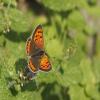 Small copper